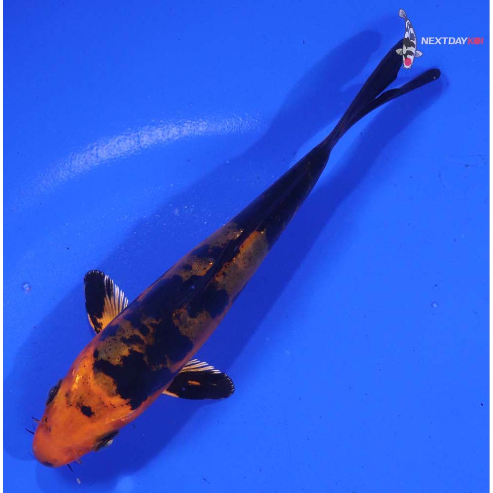 4.5” Imported Doitsu Kin Aka Bekko