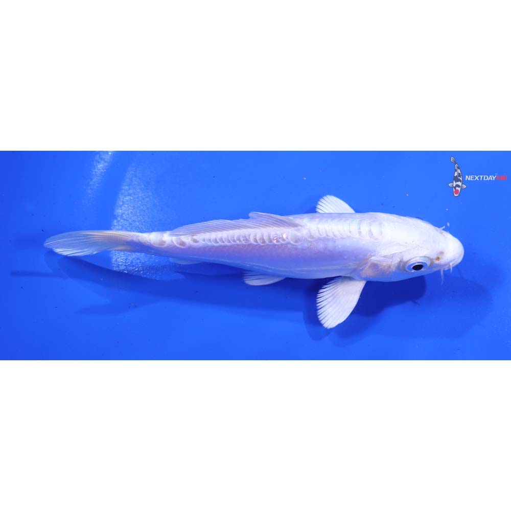 5” Imported Doitsu Platinum Ogon