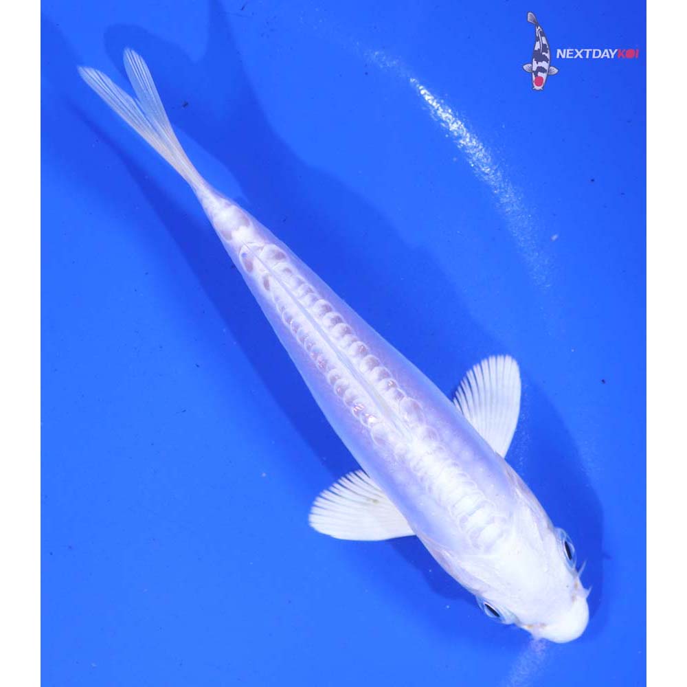 5” Imported Doitsu Platinum Ogon