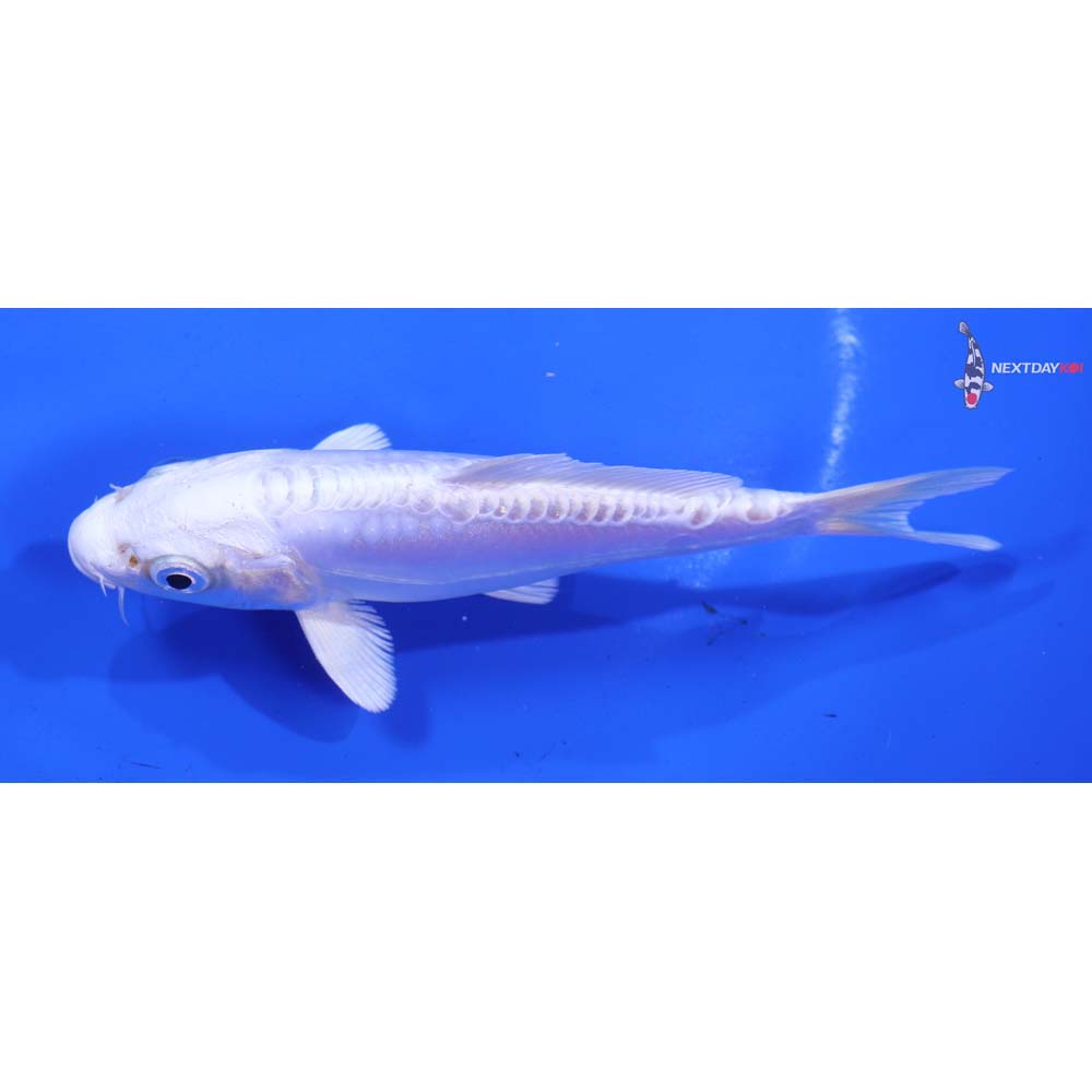 5” Imported Doitsu Platinum Ogon
