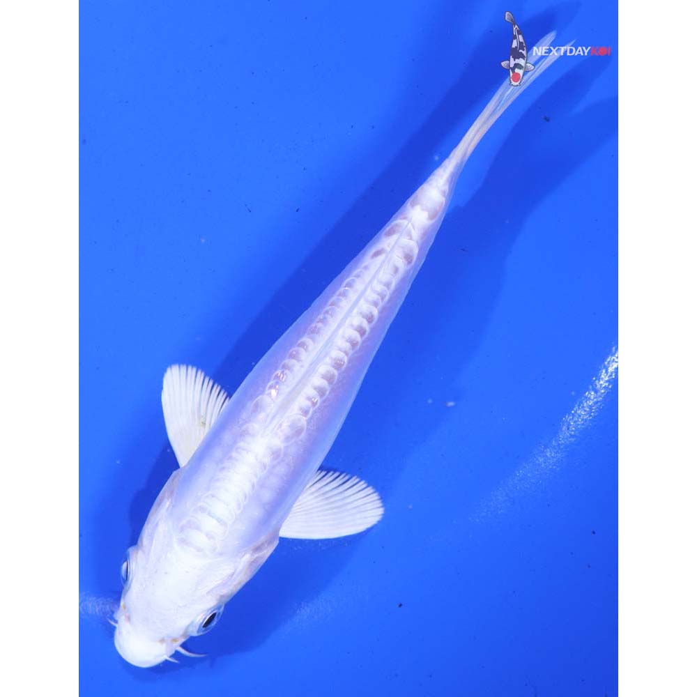 5” Imported Doitsu Platinum Ogon