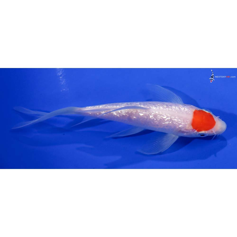 5.5” Imported Gin Rin Kohaku Butterfly Koi