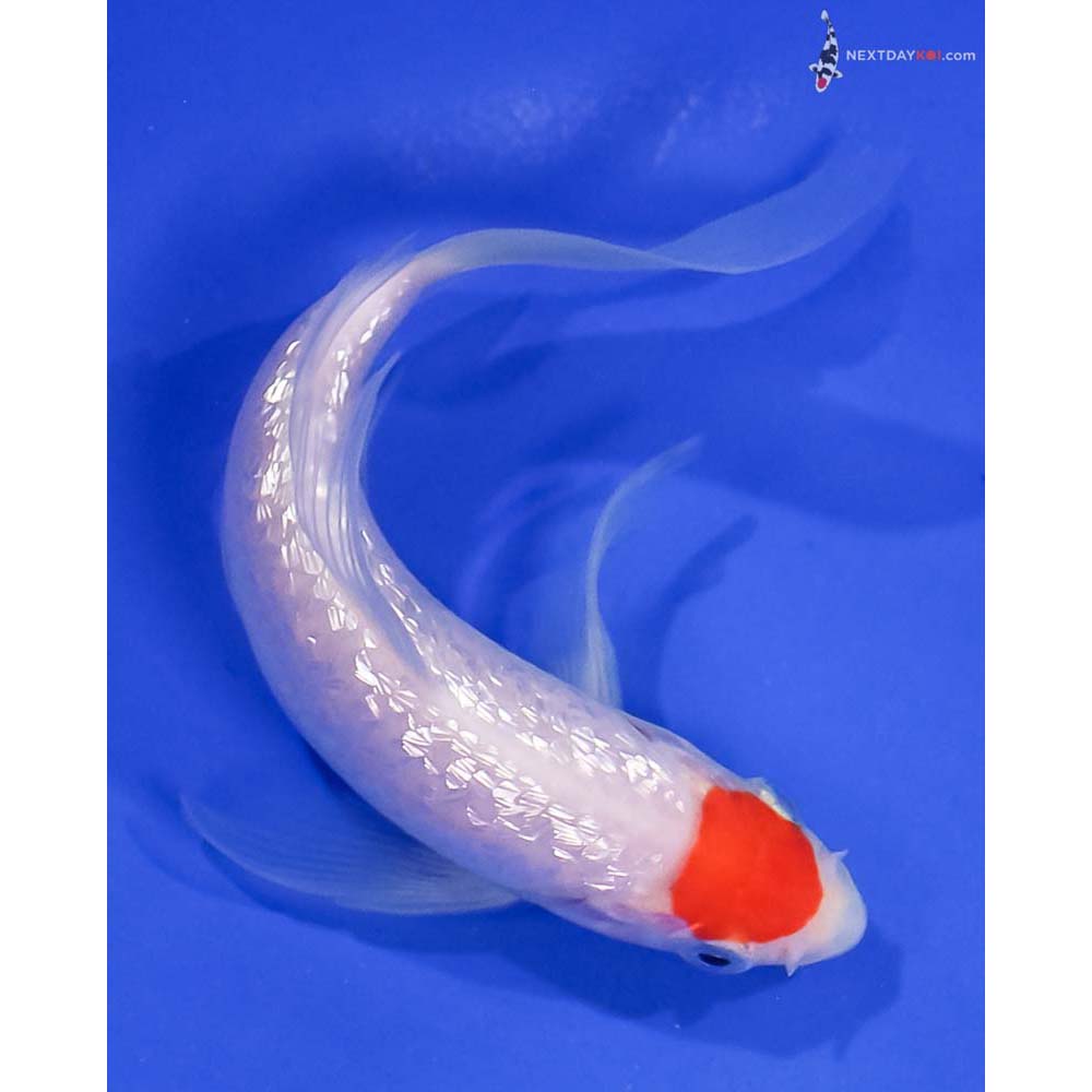 5.5” Imported Gin Rin Kohaku Butterfly Koi