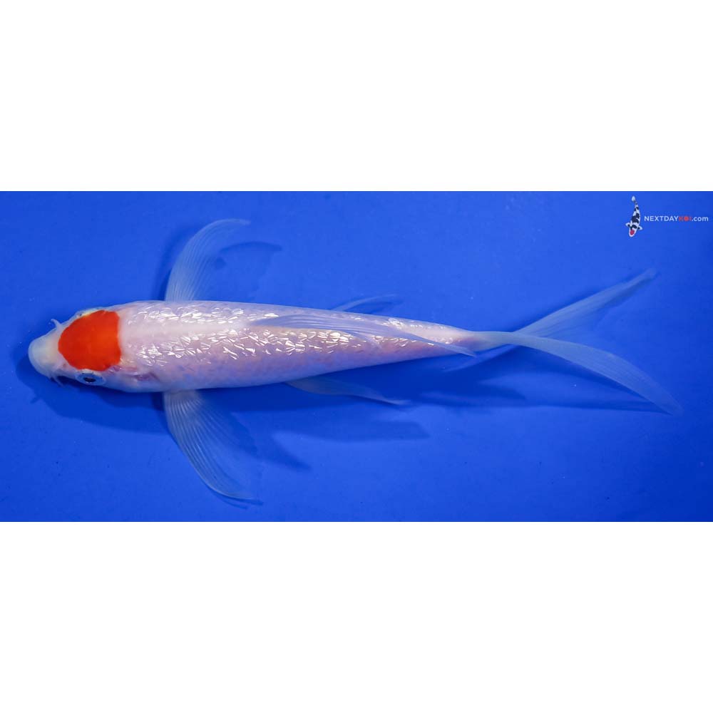 5.5” Imported Gin Rin Kohaku Butterfly Koi