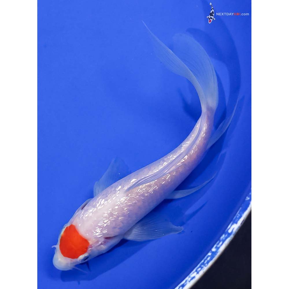 5.5” Imported Gin Rin Kohaku Butterfly Koi