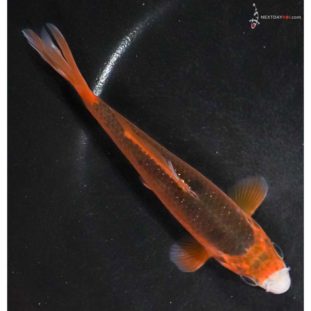 5” Imported Hi Asagi