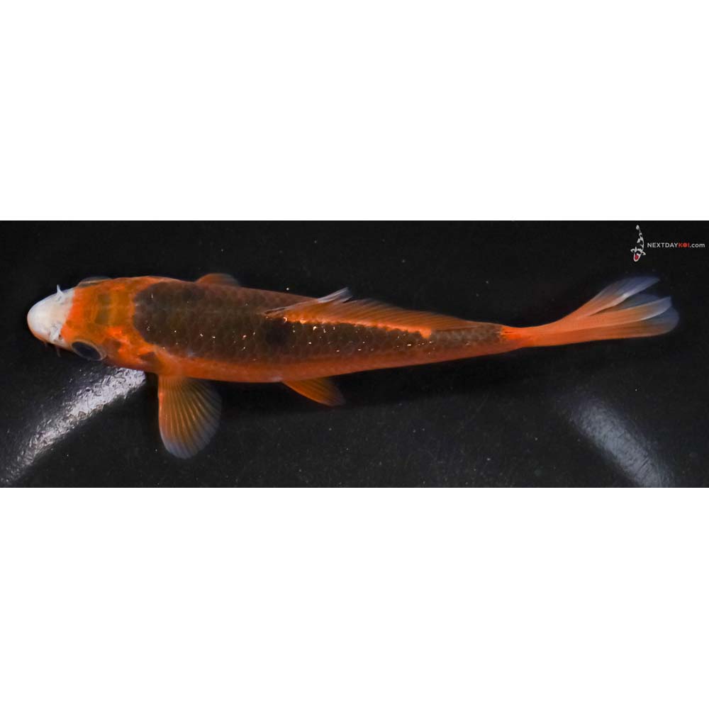 5” Imported Hi Asagi