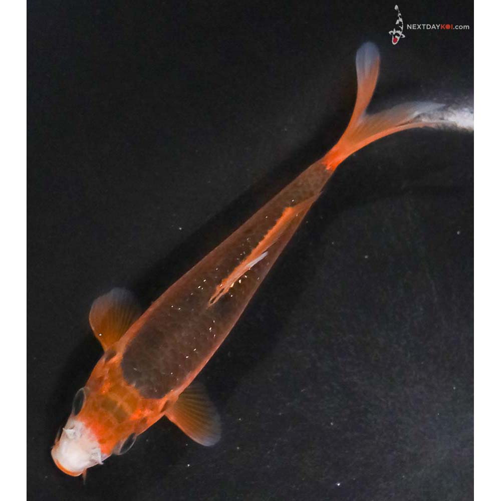 5” Imported Hi Asagi