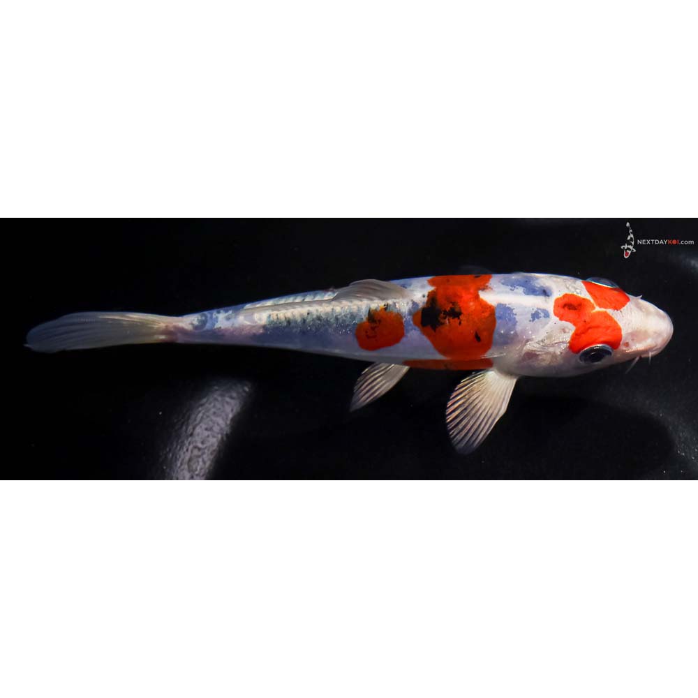 5.5” Imported Heisei Nishiki