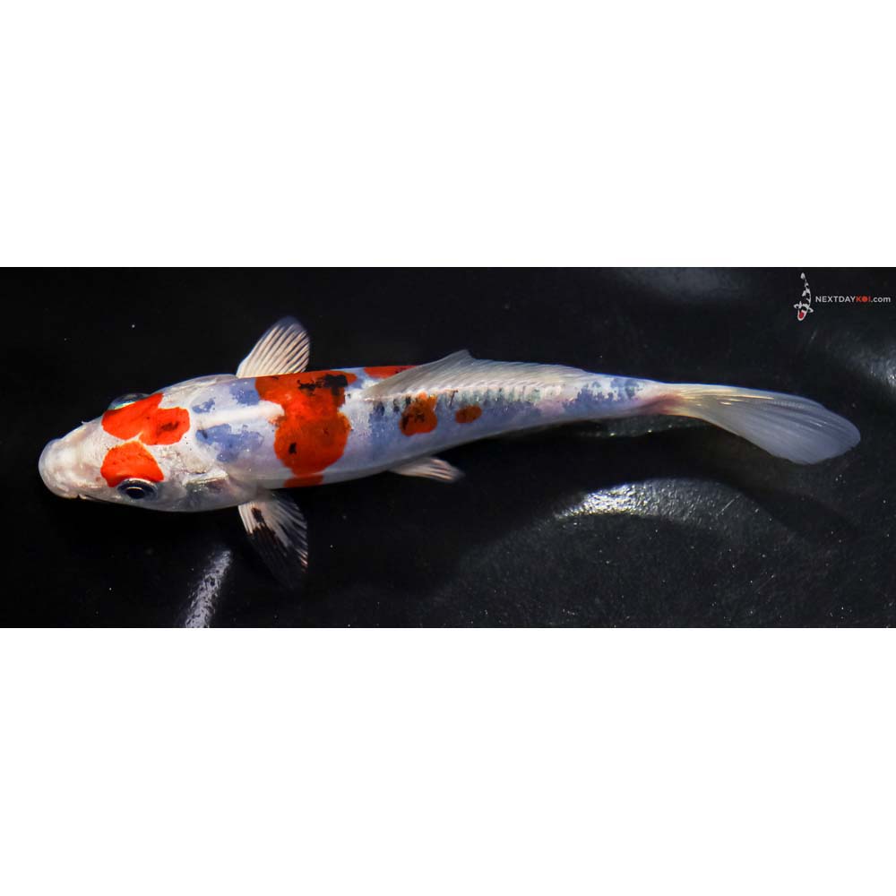 5.5” Imported Heisei Nishiki