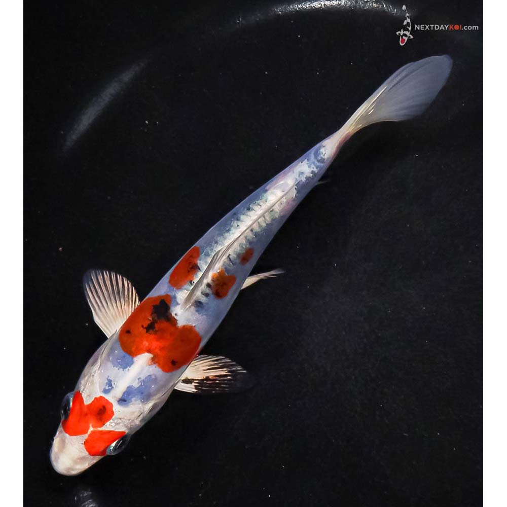 5.5” Imported Heisei Nishiki