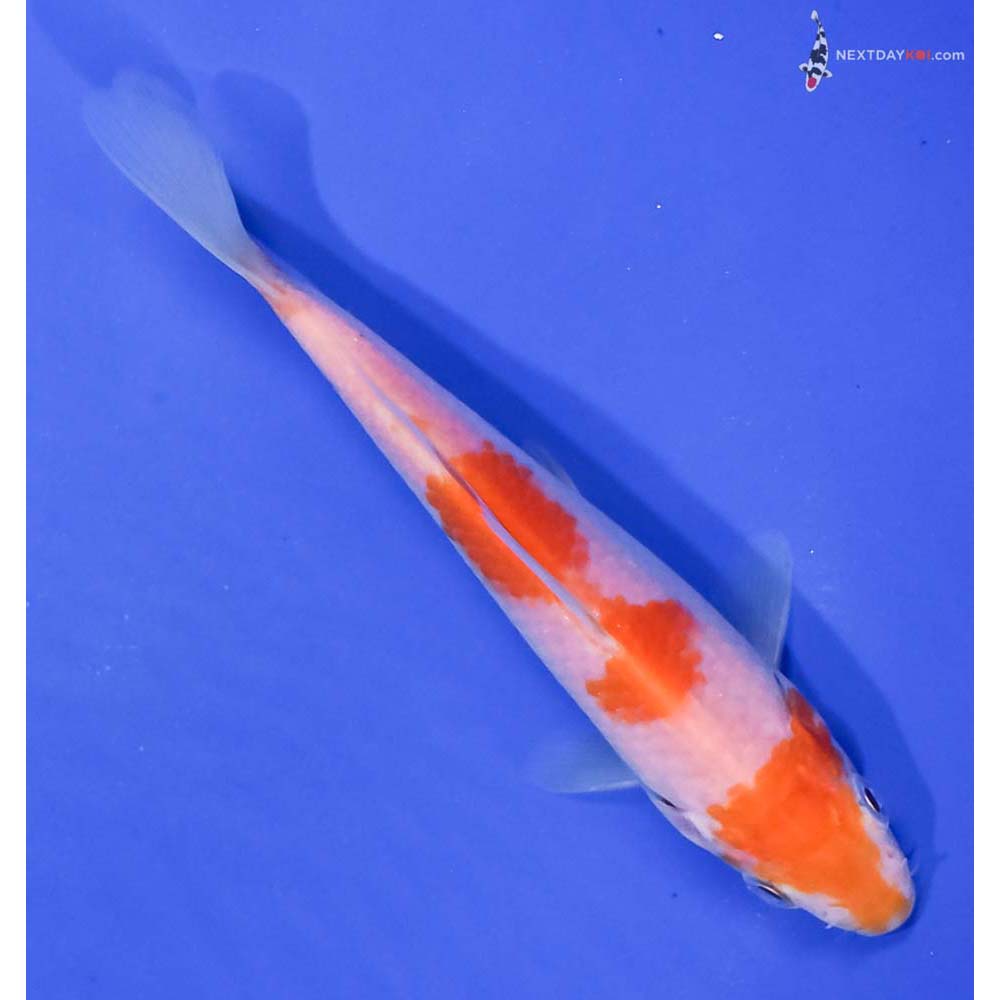 5.5” Imported Kohaku