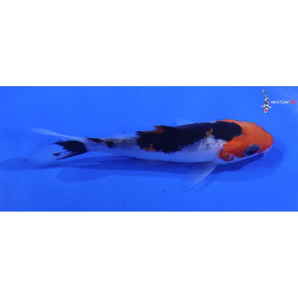 3.5” Imported Beni Matsukawabakke