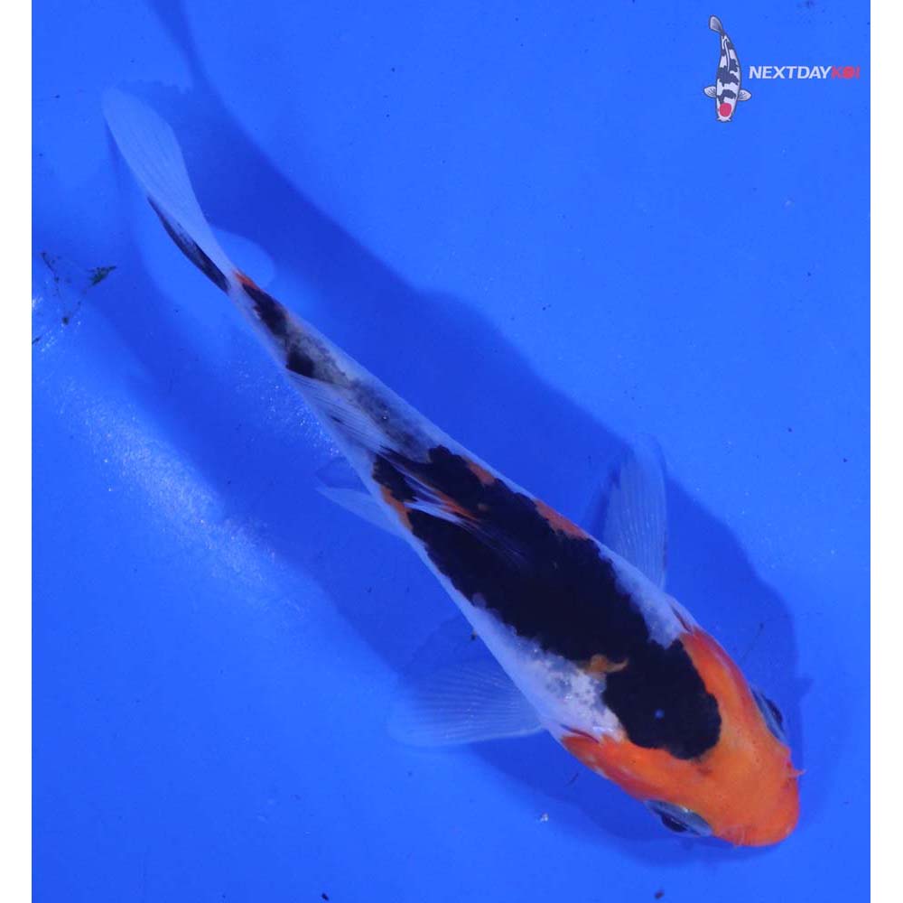 3.5” Imported Beni Matsukawabakke