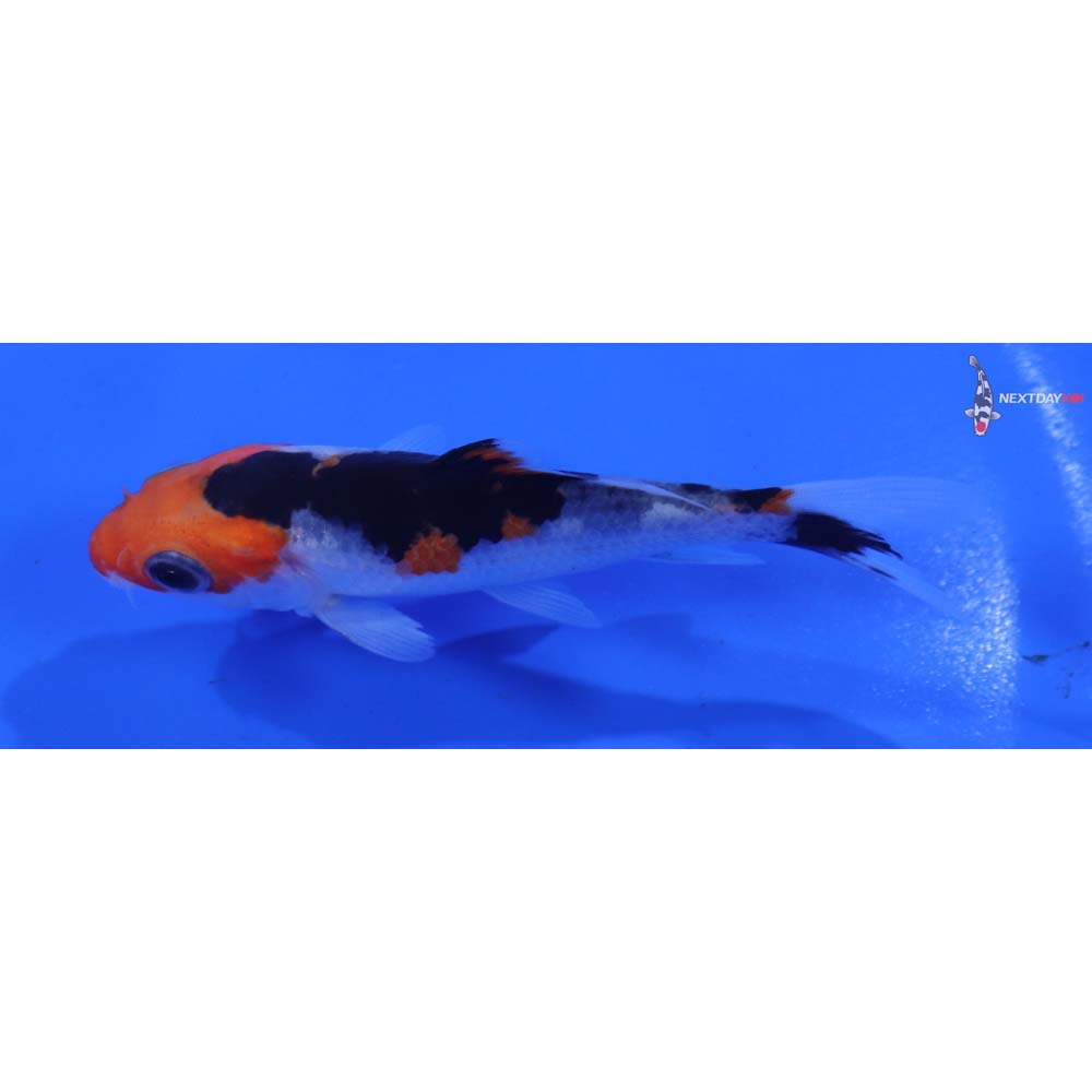 3.5” Imported Beni Matsukawabakke