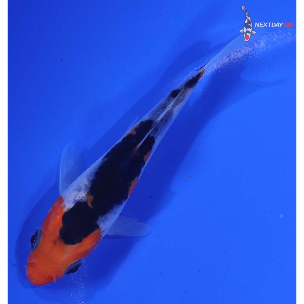 3.5” Imported Beni Matsukawabakke