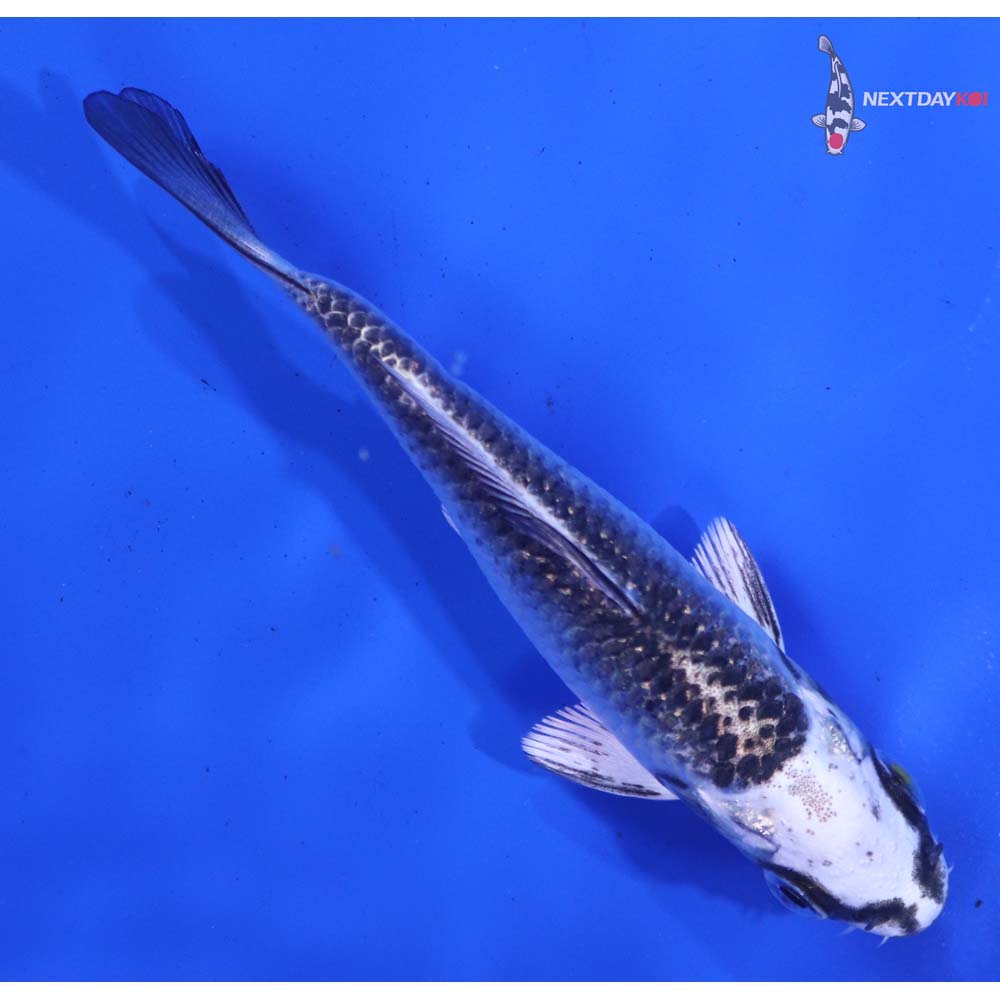 3.5” Imported Gin Matsuba