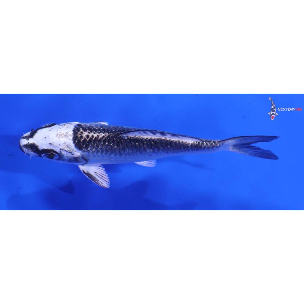 3.5” Imported Gin Matsuba