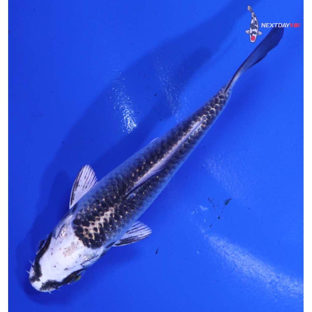 3.5” Imported Gin Matsuba