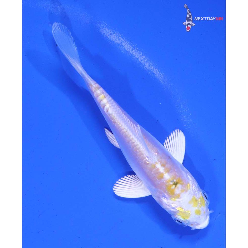 3” Imported Doitsu Lemon Hariwake