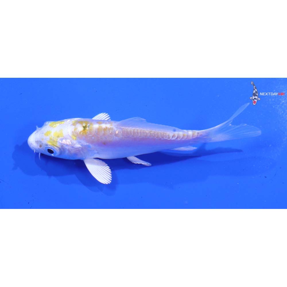 3” Imported Doitsu Lemon Hariwake