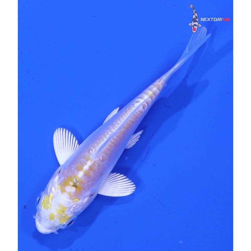 3” Imported Doitsu Lemon Hariwake