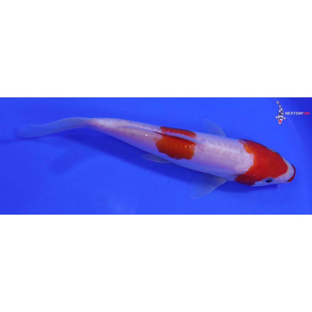 6.5” Imported Doitsu Kuchi Beni Kohaku