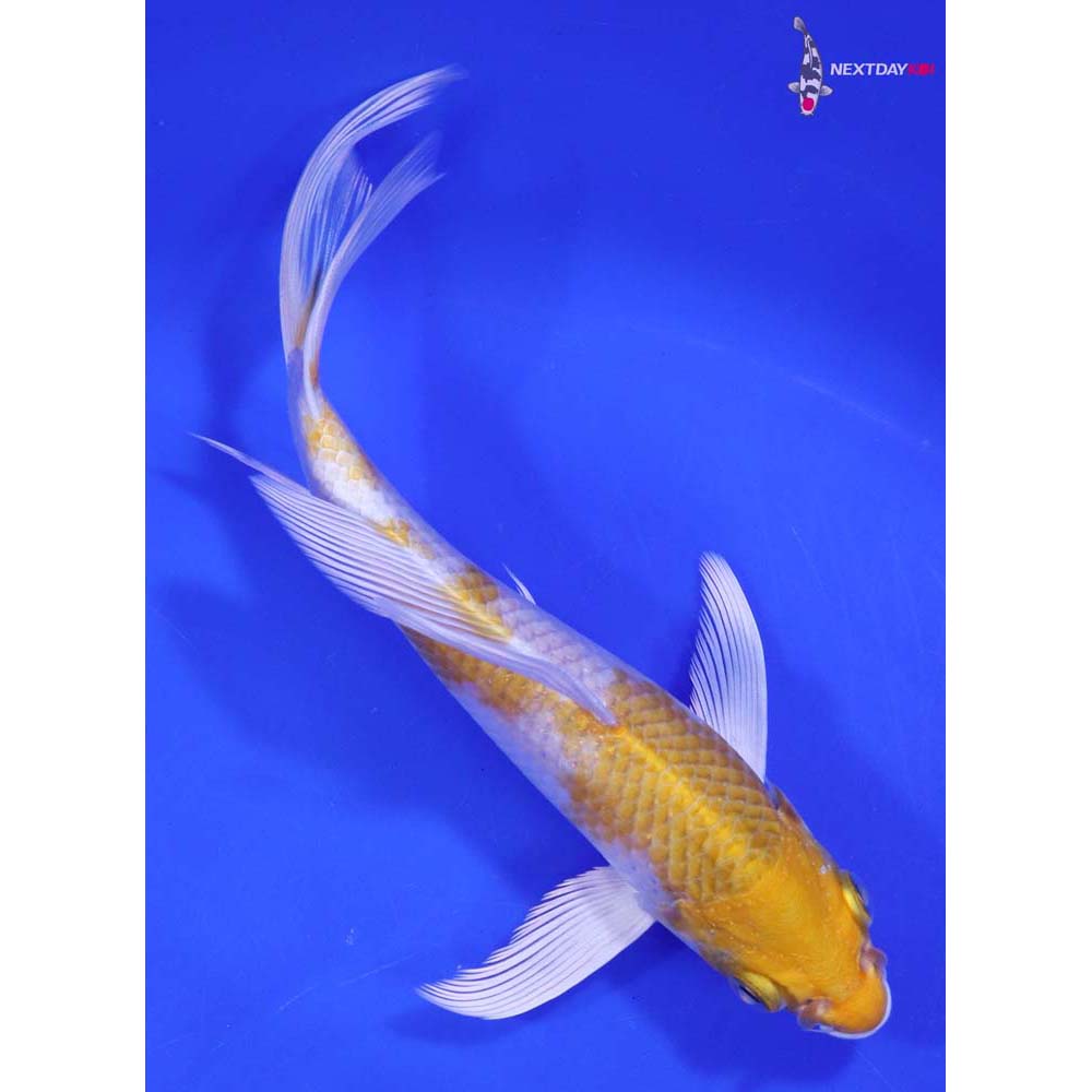 6.5” Imported Lemon Hariwake Butterfly Koi