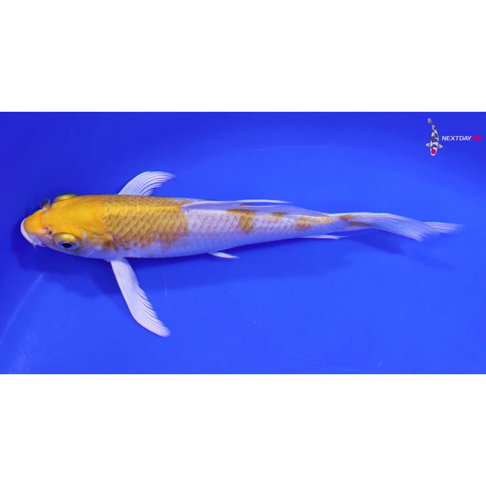 6.5” Imported Lemon Hariwake Butterfly Koi