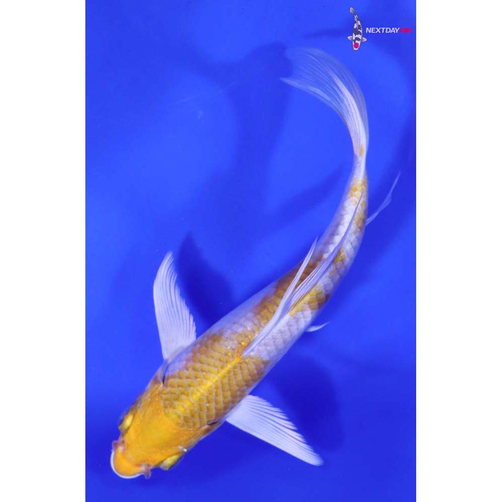 6.5” Imported Lemon Hariwake Butterfly Koi