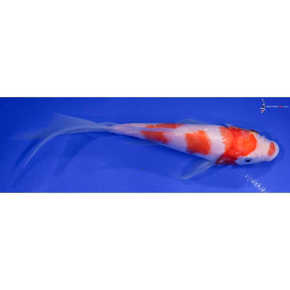 7” Imported Kohaku Butterfly Koi