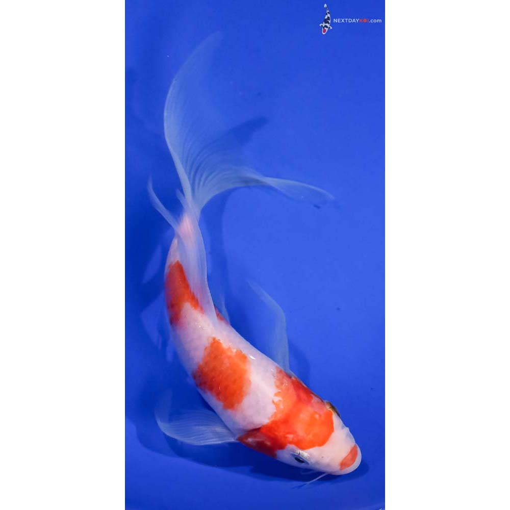 7” Imported Kohaku Butterfly Koi