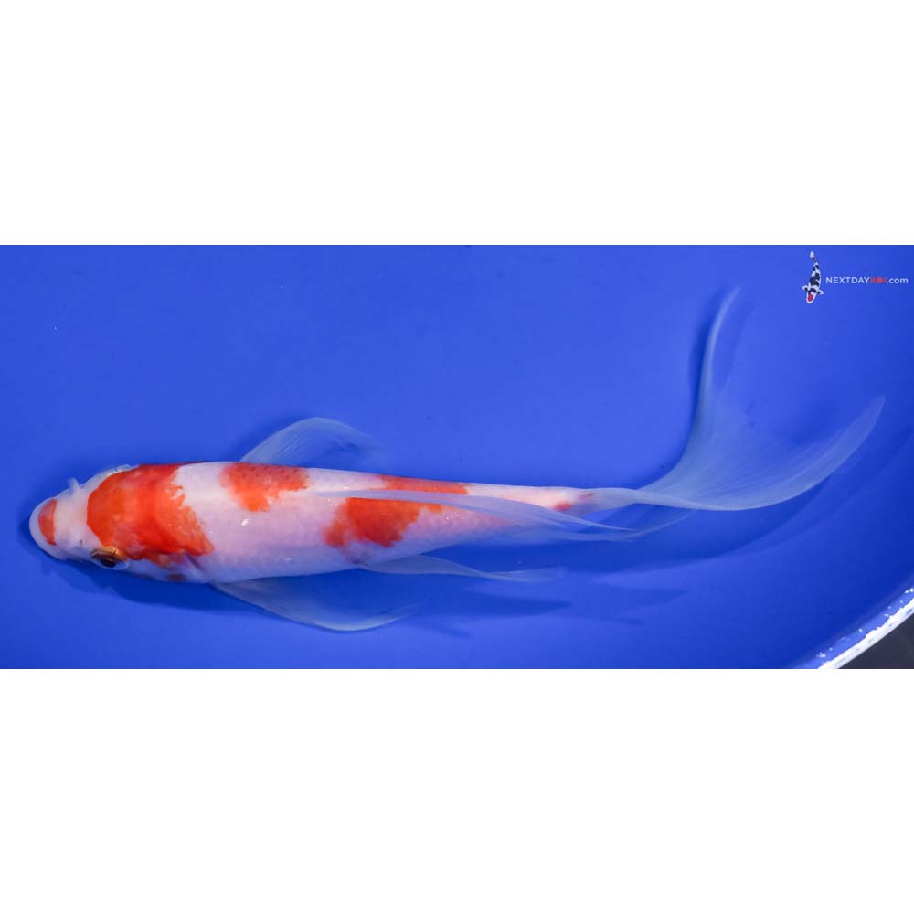 7” Imported Kohaku Butterfly Koi