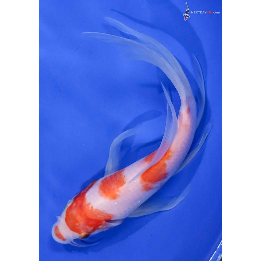 7” Imported Kohaku Butterfly Koi