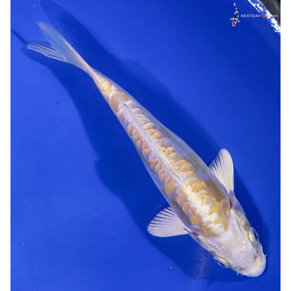 6” Imported Doitsu Lemon Hariwake