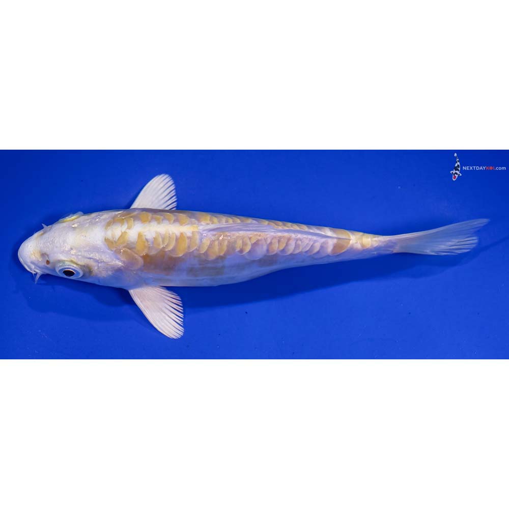 6” Imported Doitsu Lemon Hariwake