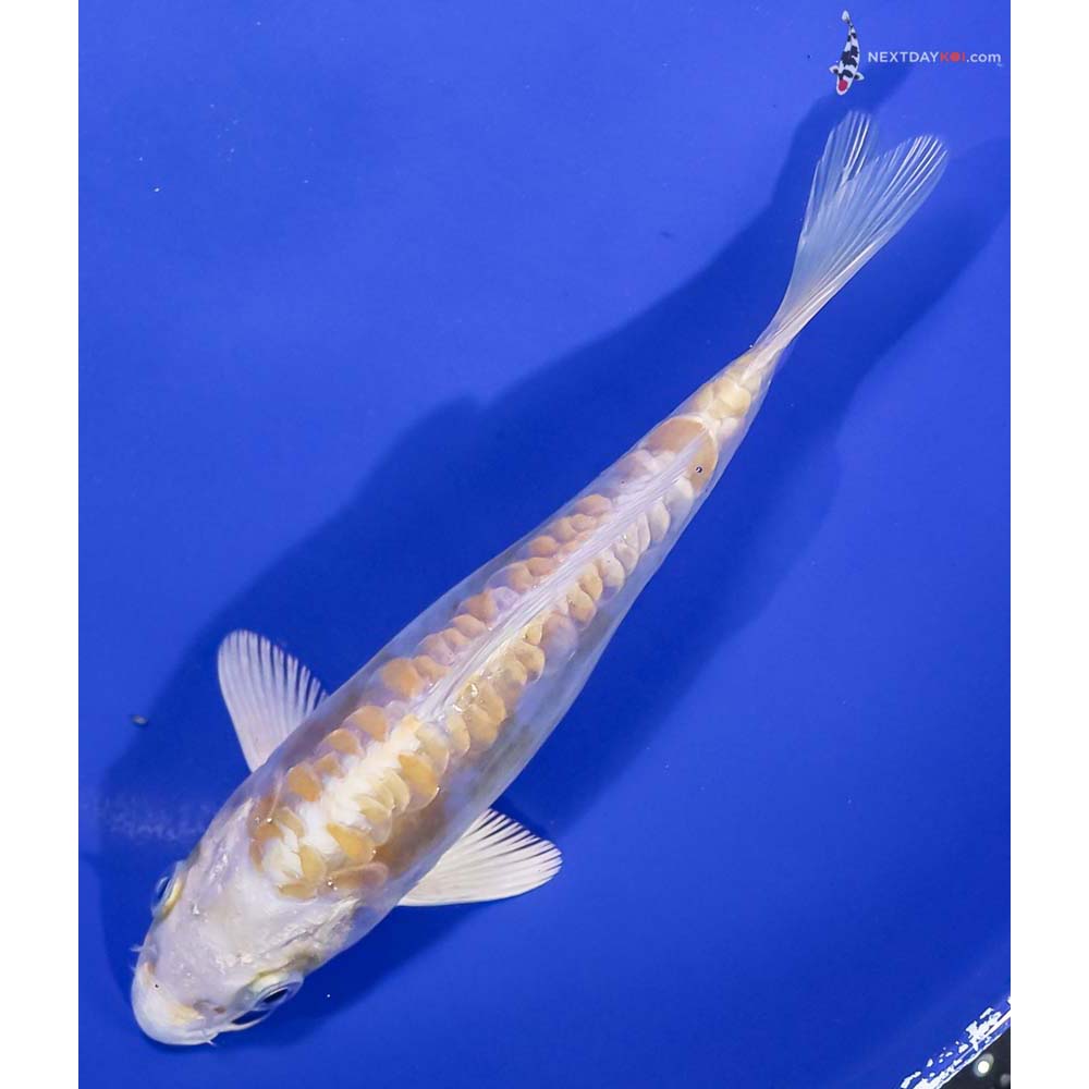 6” Imported Doitsu Lemon Hariwake