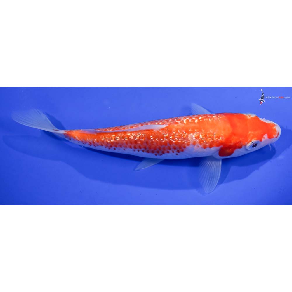 6.5” Imported Gin Rin Kohaku