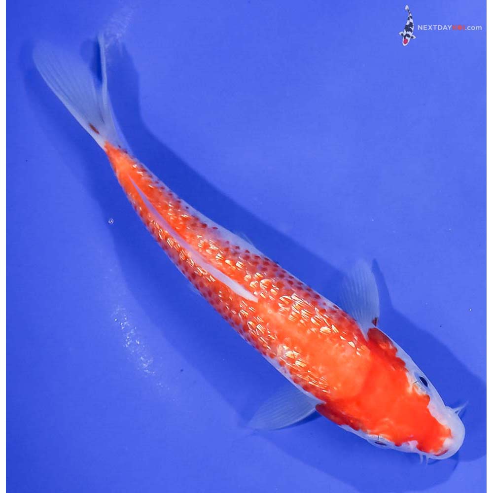 6.5” Imported Gin Rin Kohaku