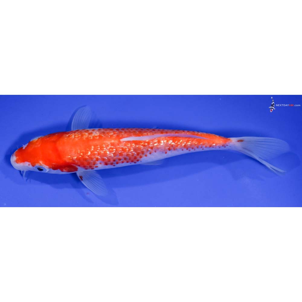 6.5” Imported Gin Rin Kohaku
