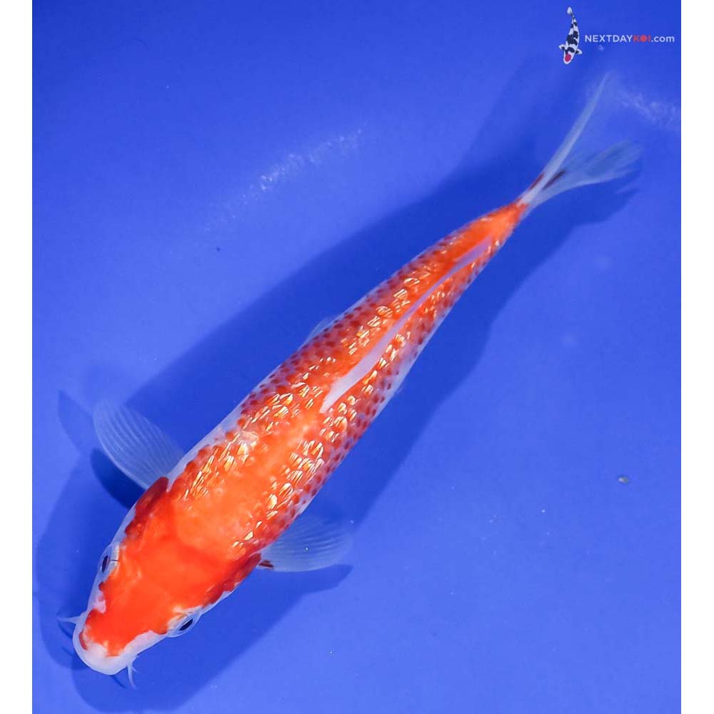 6.5” Imported Gin Rin Kohaku