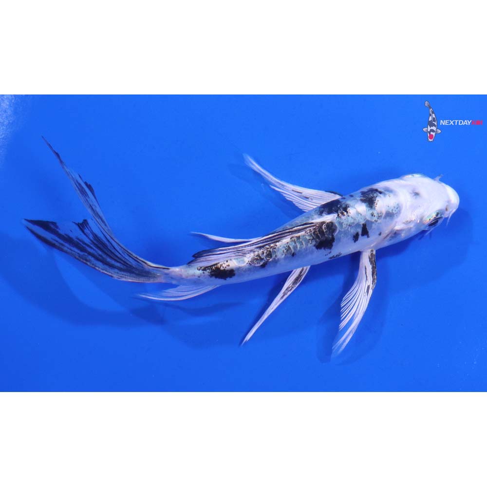 5” Imported Doitsu Gin Shiro Bekko Butterfly Koi