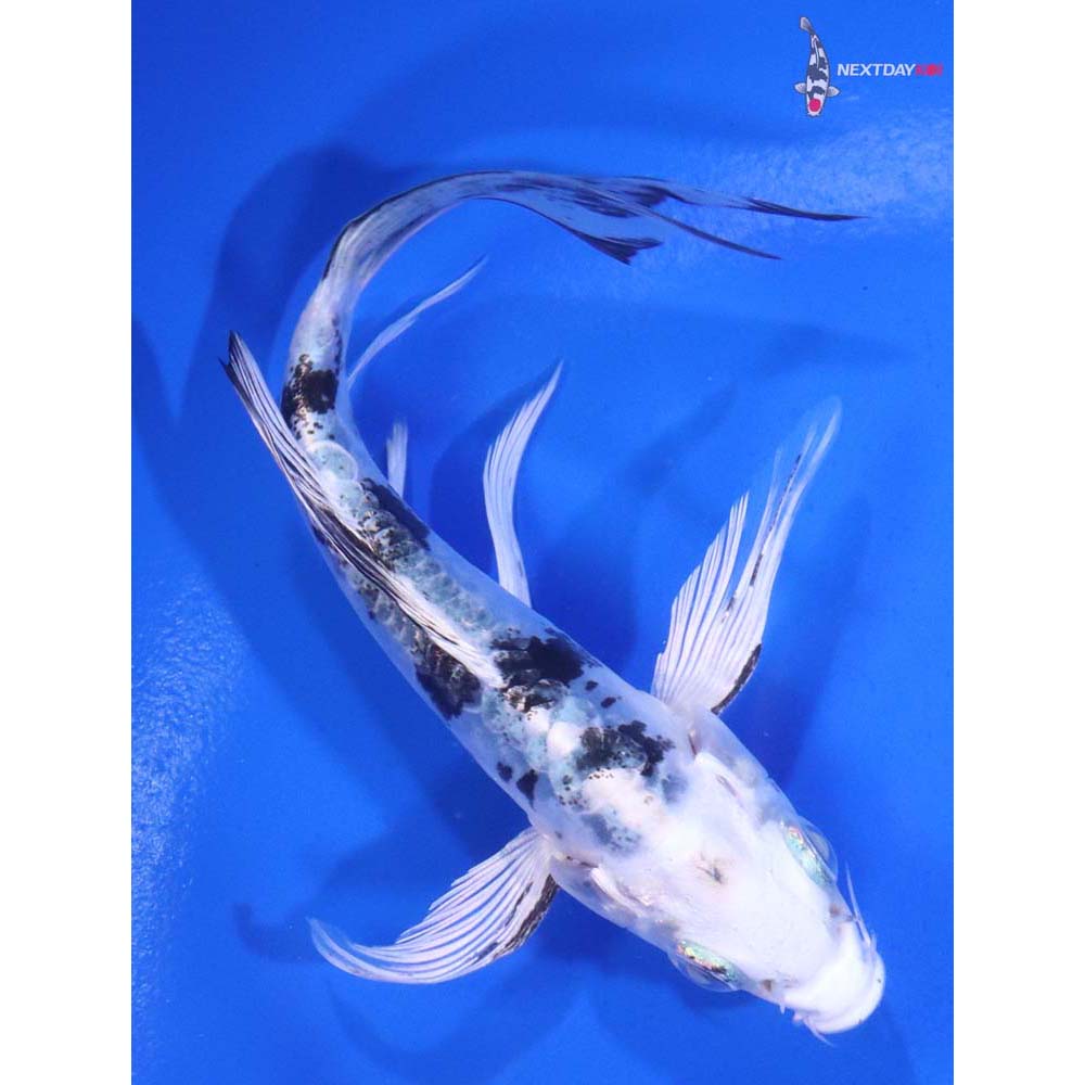 5” Imported Doitsu Gin Shiro Bekko Butterfly Koi