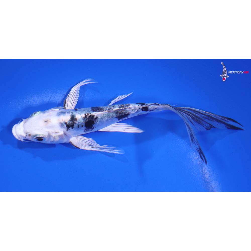 5” Imported Doitsu Gin Shiro Bekko Butterfly Koi