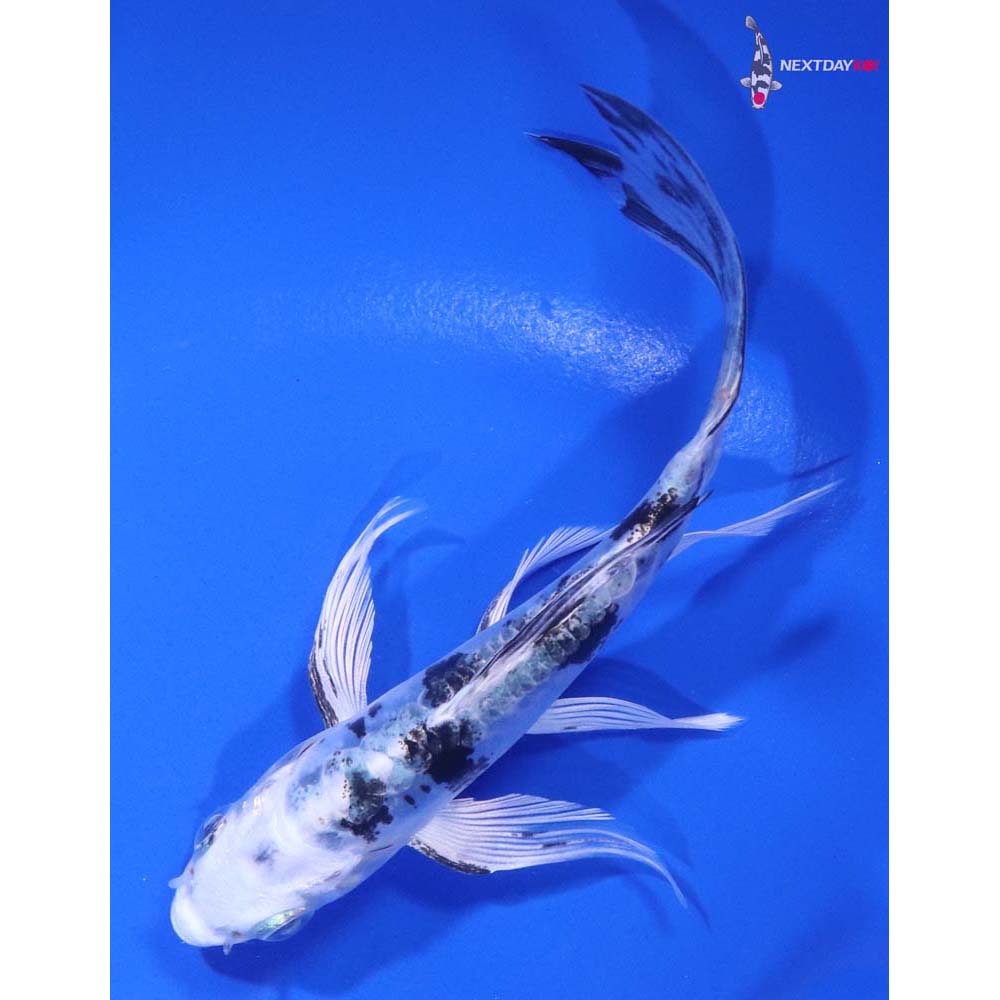 5” Imported Doitsu Gin Shiro Bekko Butterfly Koi