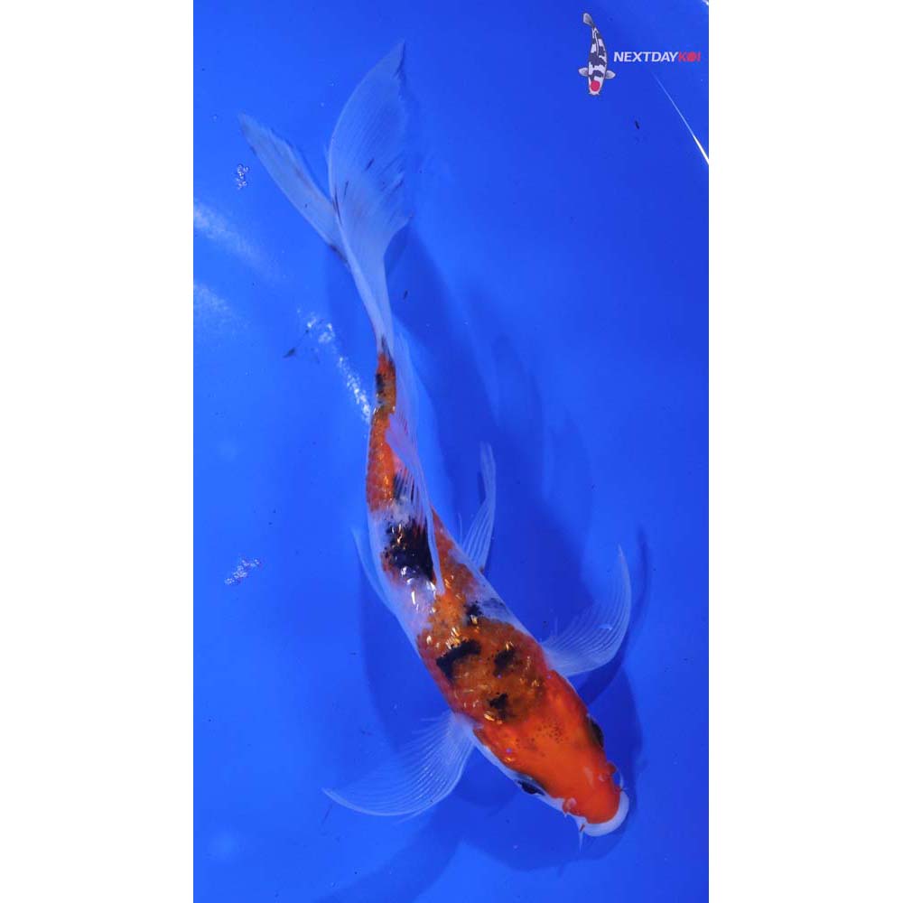 6” Imported Gin Rin Sanke Butterfly Koi