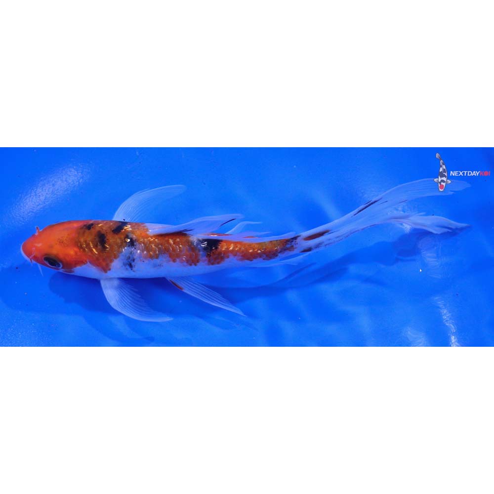 6” Imported Gin Rin Sanke Butterfly Koi