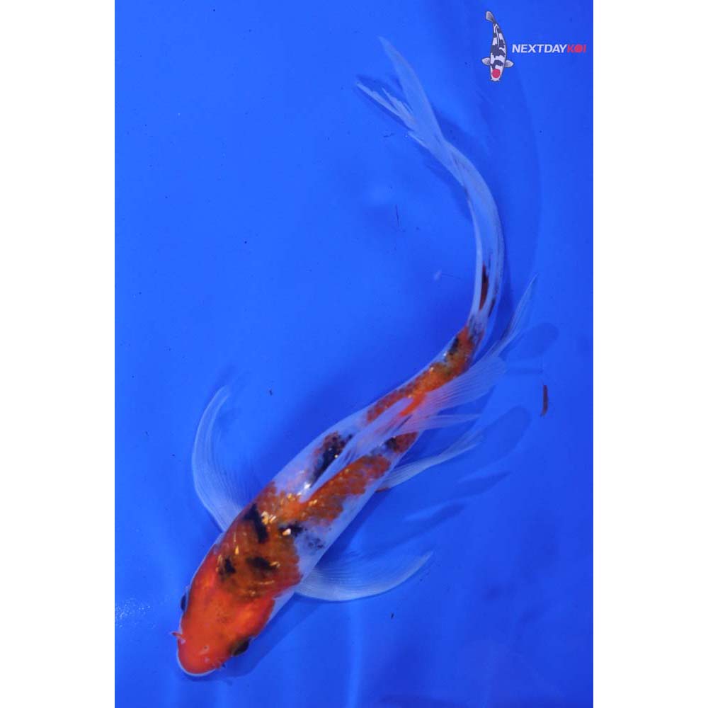 6” Imported Gin Rin Sanke Butterfly Koi
