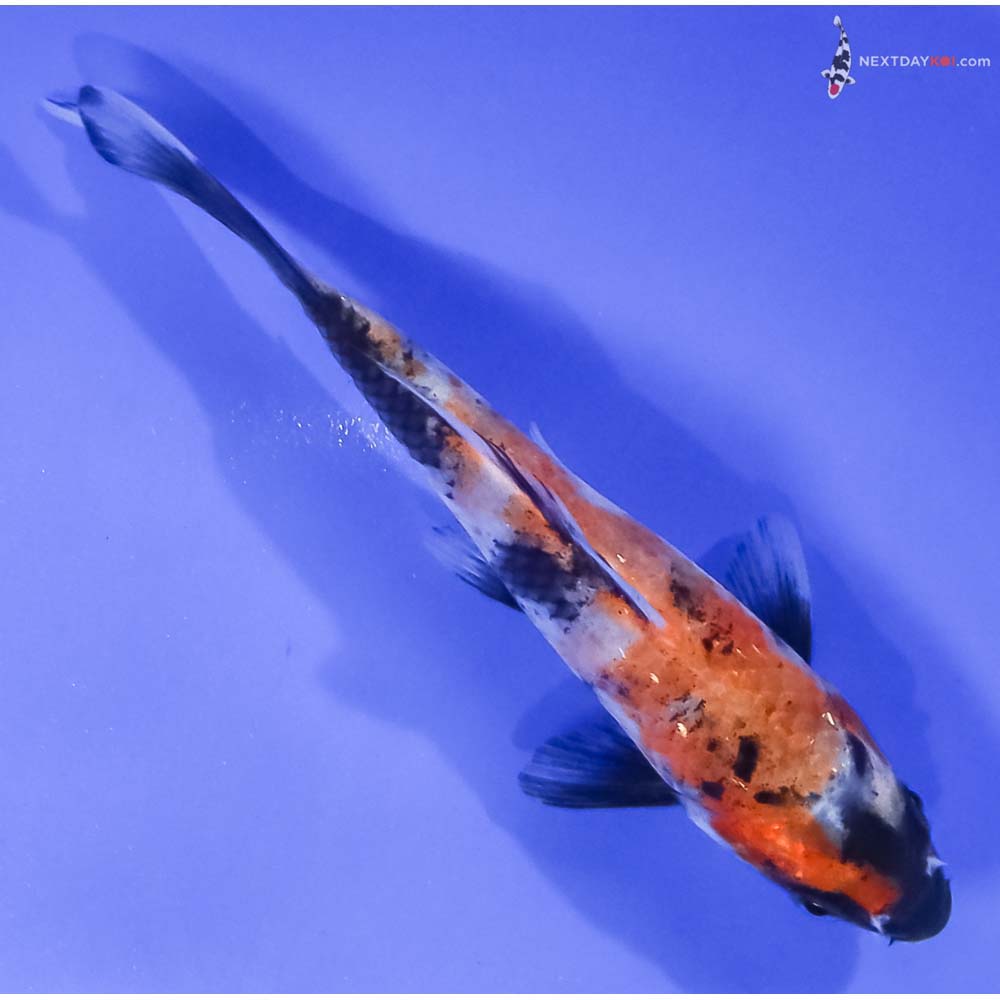 5” Imported Hi Showa