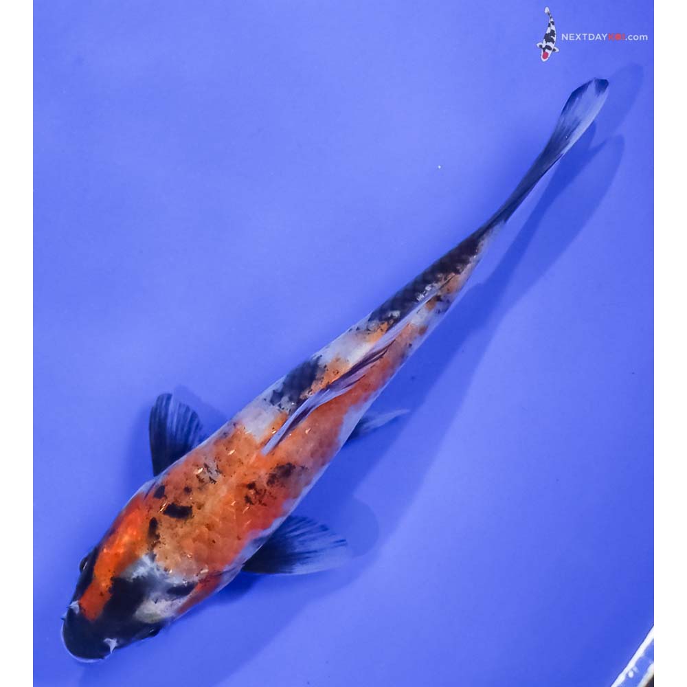 5” Imported Hi Showa